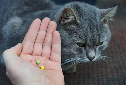 cat sleeping pills for travel.